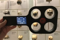 The Skulls
